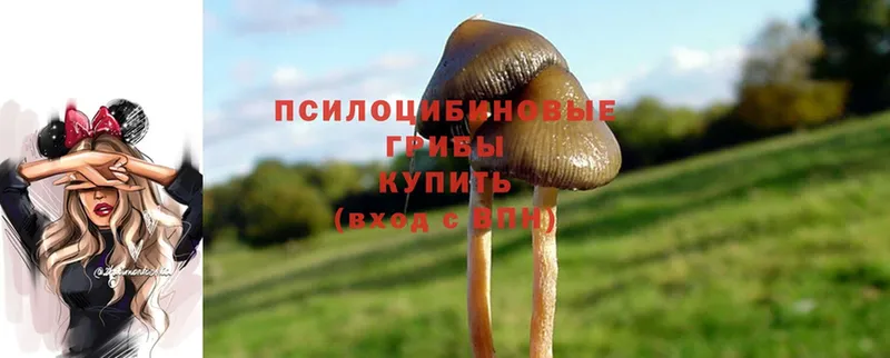 Галлюциногенные грибы Psilocybine cubensis  Комсомольск 